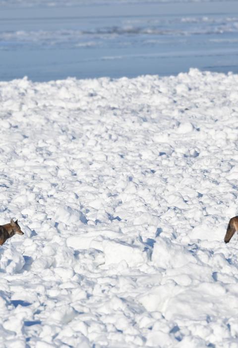 Two coyotes in snow