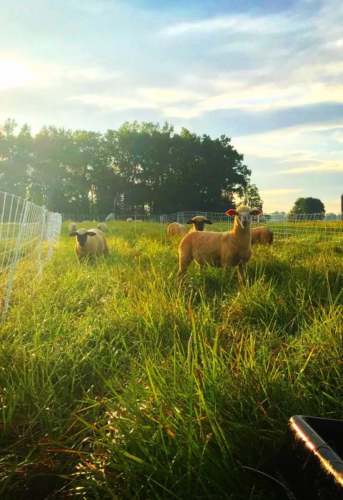 Sheep in grassy enclosure