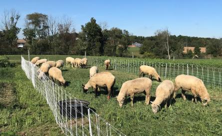 Sheep on pasture with fence