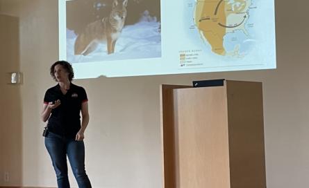Image of Courtney giving a talk in front of projector screen showing image of a coyote and a map of the eastward range expansion of coyotes.