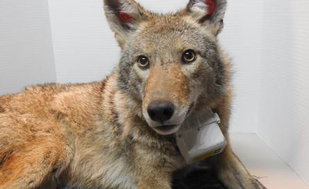 Coyote wearing a GPS collar