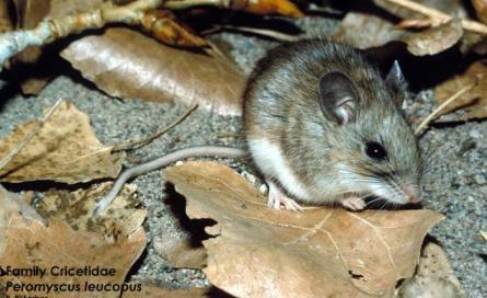 Image of a white-footed deer mouse, Peromyscus leucopus