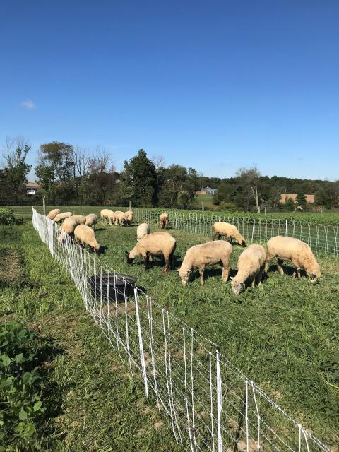 Grazing sheep in a pen