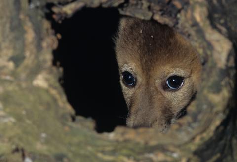 Photo of a coyote pup peeking out of den