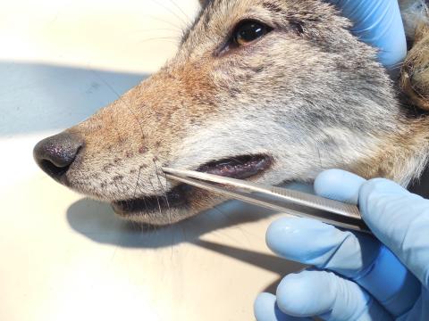 Pulling a whisker from an anesthetized coyote with tweezers