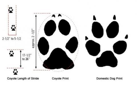 Comparison of coyote and dog footprints, with coyote being more oval-shaped and dog being more splay-toed. Coyote paw tracks are approximately 2 1/2 inches long, tracks of consecutive footprints are usually only 2.5-5.5 inches wide, and stride length from toe-tip to toe-tip is around 17.5-26 inches.