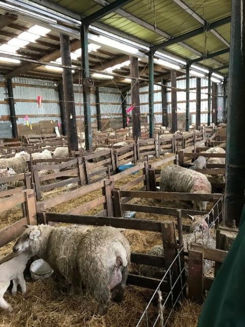 Sheep with lambs in pens inside a barn