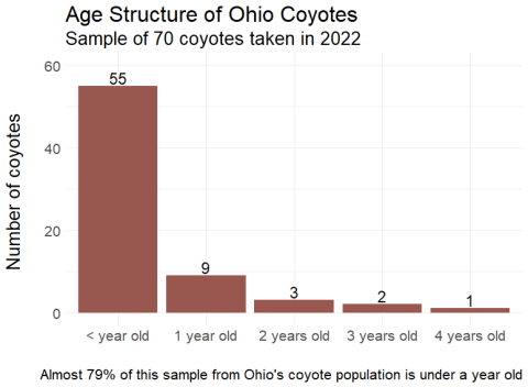 Graph showing the age structure of Ohio coyotes. This represents a sample of 70 coyotes collected from around the state in 2022. The x axis shows the age, in years, of the coyotes, with number of coyotes in each age on the y-axis. 55 coyotes were less than a year old, 9 were 1 year old, 3 were 2 years old, 2 were 3 years old, and 1 was 4 years old