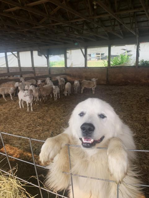 Great Pyrenees livestock guard dog in front of a flock of sheep in a barn.