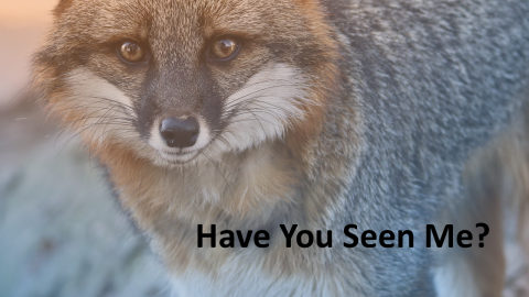 Photo of a gray fox with text saying "Have you seen me?"