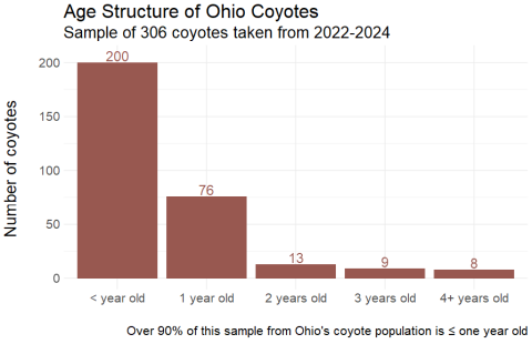 Bar Graph showing age distribution of coyotes sampled in Ohio from 2022-2024. Over 90% of coyotes sampled are less than or equal to one year old.