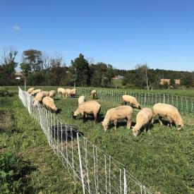 Sheep on pasture with fence