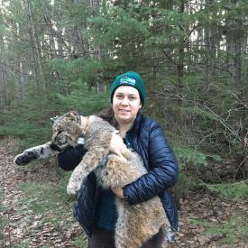 Katie Dennison, Ohio Division of Wildlife, holding an anesthetized bobcat for research