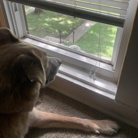 Dog looking out a window from inside a house