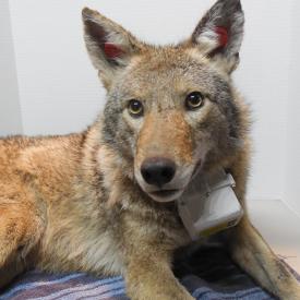 Coyote wearing a GPS collar