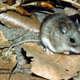 Image of a white-footed deer mouse, Peromyscus leucopus